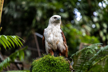 An eagle sitting on a tree