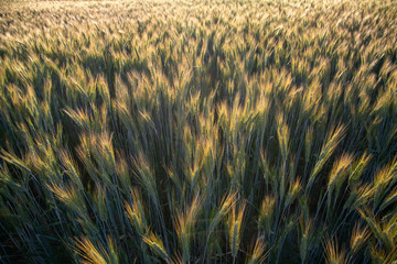 golden ears of wheat
