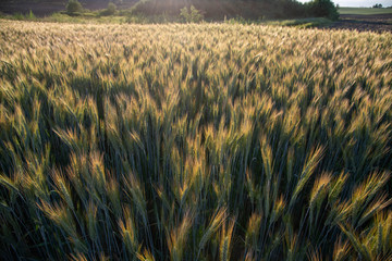field of wheat