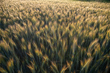 field of wheat