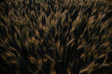 abstract background with wheat 