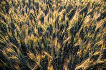 abstract background with wheat 