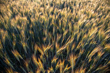 abstract background with wheat 