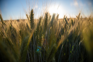 field of wheat