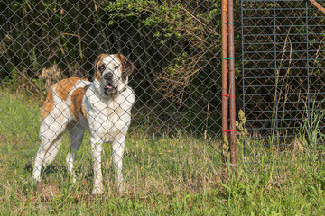 Bernhardiner als Hofhund