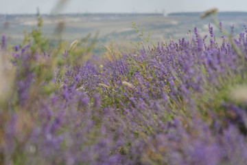 Fototapeta premium shooting lavender flowers on a hot summer day