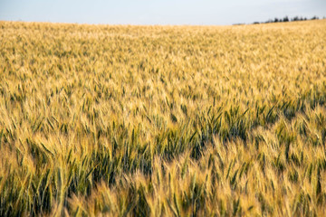 golden wheat field