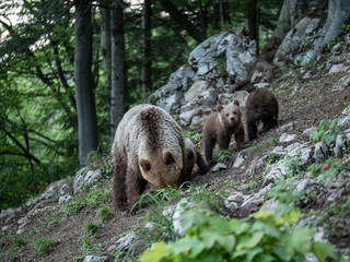 Brown bear (Ursus arctos) in summer forest by sunrise. Brown bear with young brown bear.