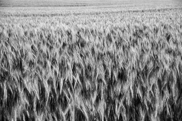 field of wheat