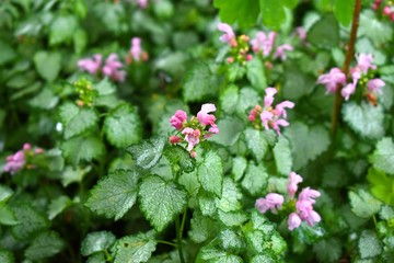 Closeup of Pink Flowers in green garden. 