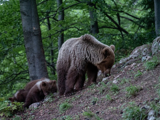 Obraz na płótnie Canvas Brown bear (Ursus arctos) in summer forest by sunrise. Brown bear with young brown bear.