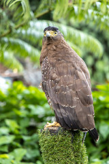 An eagle sitting on a tree