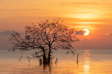Fototapeta premium Beautiful shape tree with sunrise and golden color sky, clouds.