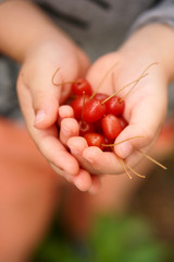 グミの実。Kid hands holding ripe Silverberry Oleasters