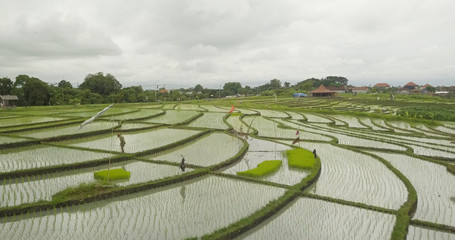 Beautiful view of the rice terraces in Bali
