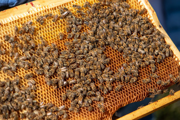 Rahmen mit Honigbienen auf Waben