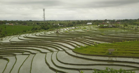 Fototapeta na wymiar Beautiful view of the rice terraces in Bali