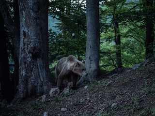 Brown bear (Ursus arctos) in summer forest after sunset. Brown bear in evening forest after sunset.