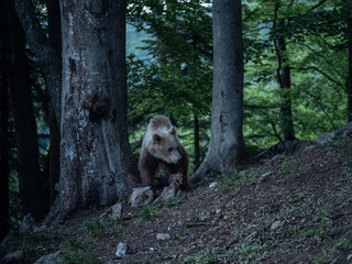 Brown bear (Ursus arctos) in summer forest after sunset. Brown bear in evening forest after sunset.