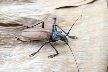 Giant Fijian longhorn beetle from island Koh Phangan, Thailand. Closeup, macro. Giant Fijian long-horned beetle, Xixuthrus heros is one of largest living insect species.Large tropical beetle species