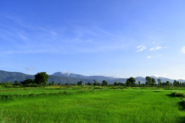 Obraz premium landscape with green field and blue sky rice