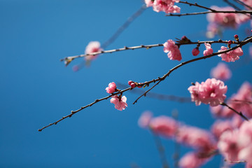 sakura cherry blossoms tree in pink color on blue sky background, turn full blooming ,full frame photo good for pink background