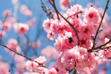 sakura cherry blossoms tree in pink color on blue sky background, turn full blooming ,full frame...