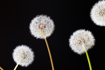 Dandelion clock, close-up, macro - Image .