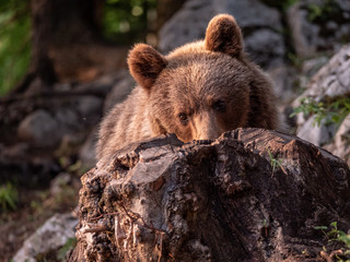 Fototapeta premium Brown bear (Ursus arctos) in summer forest by golden hour. Brown bear in evening forest by sunset.