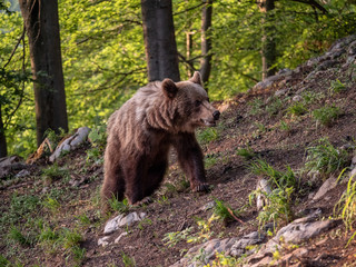Brown bear (Ursus arctos) in summer forest by golden hour. Brown bear in evening forest by sunset.