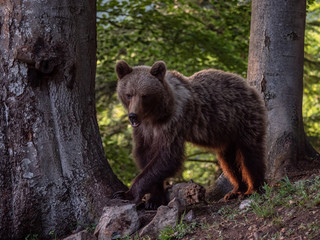Brown bear (Ursus arctos) in summer forest by golden hour. Brown bear in evening forest by sunset.
