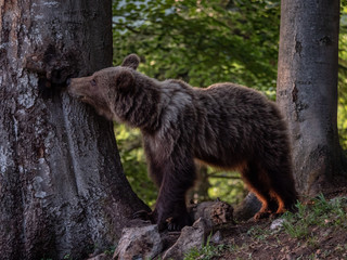 Brown bear (Ursus arctos) in summer forest by golden hour. Brown bear in evening forest by sunset.