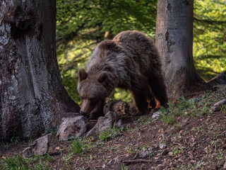 Fototapeta na wymiar Brown bear (Ursus arctos) in summer forest by golden hour. Brown bear in evening forest by sunset.