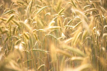 Wheat field with spikelets. Natural background