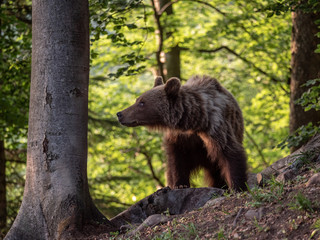 Brown bear (Ursus arctos) in summer forest by golden hour. Brown bear in evening forest by sunset.