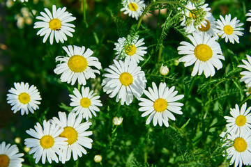 Fototapeta premium Bright chamomile flowers close-up on a green background.
