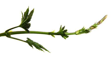 Branch of hop bush with green leaves on an isolated white background. Hop stem with foliage, isolate
