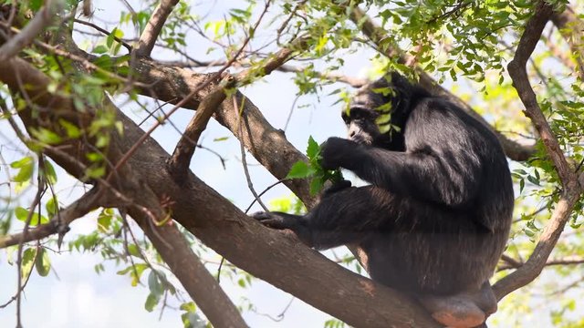 chimpanzee on tree zoo closeup forest animal wild chimp