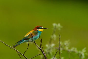 European bee-eater , Merops apiaster