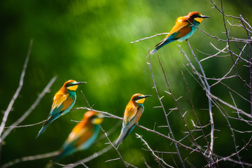 European bee-eater , Merops apiaster