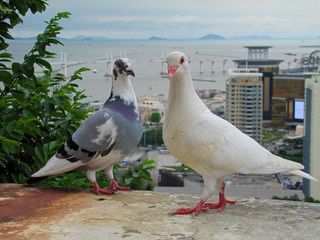 Two pigeons in Macau