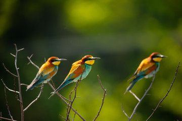 European bee-eater , Merops apiaster