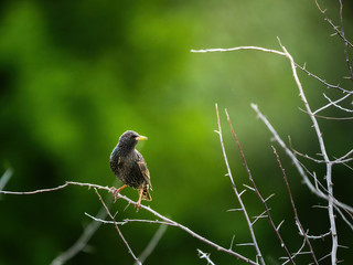 Common Starling , Sturnus vulgaris