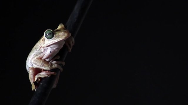 white frog and green eyed, an animal with vibrant eyes, black background,  Agalychnis callydrias.
