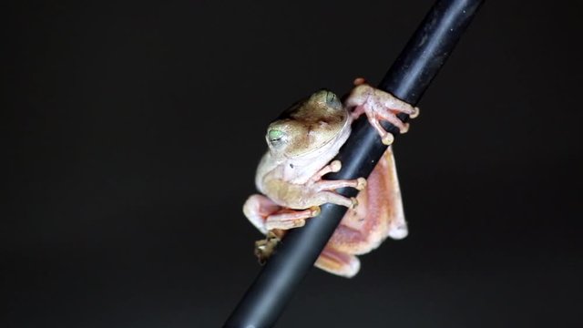 white frog and green eyed, an animal with vibrant eyes, black background,  Agalychnis callydrias.