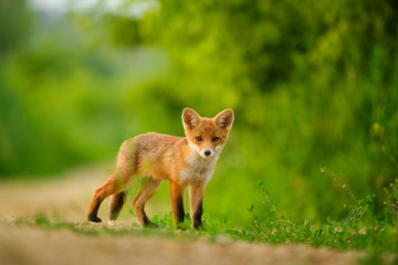 Naklejka na ściany i meble Red fox cub , Vulpes Vulpes