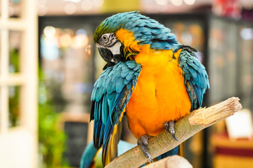 blue and yellow macaw