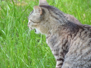 cat on the grass