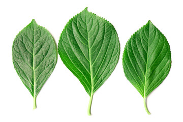 Hydrangea  leaf on white background