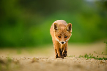Red fox cub , Vulpes Vulpes